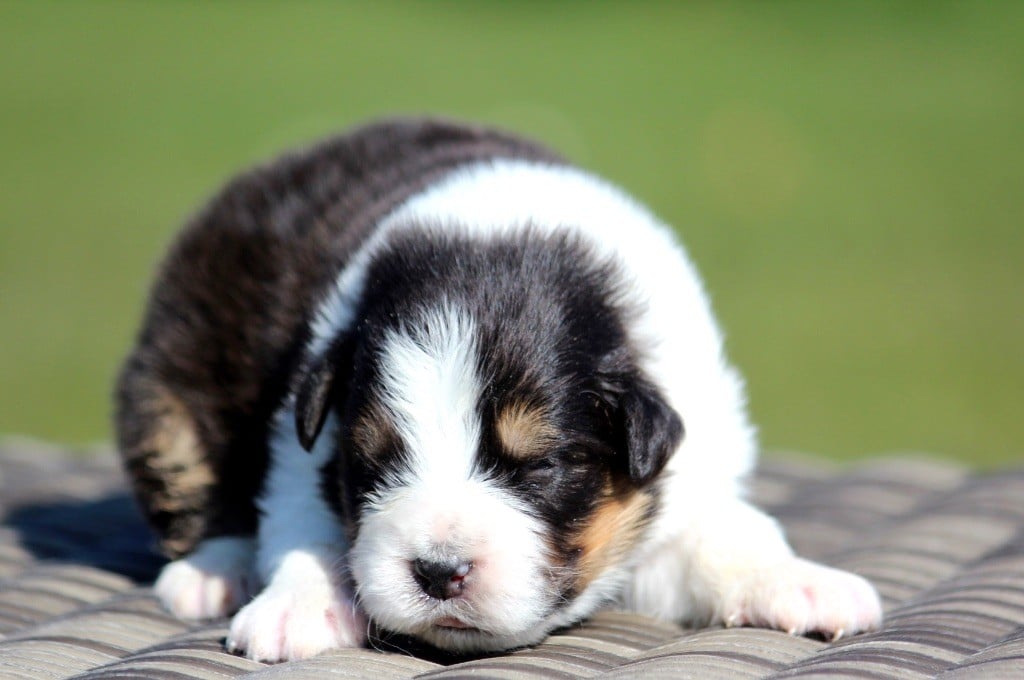 des Terres De Khairyaca - Chiots disponibles - Berger Australien