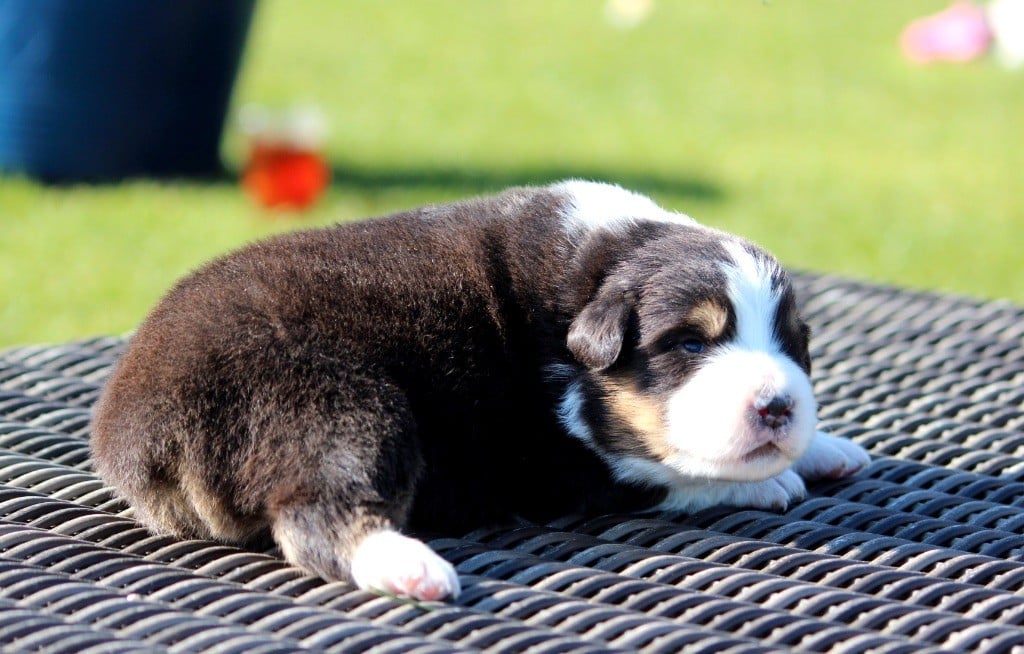 des Terres De Khairyaca - Chiots disponibles - Berger Australien