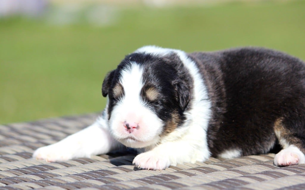 des Terres De Khairyaca - Chiots disponibles - Berger Australien