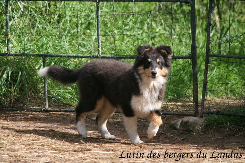 Des Bergers Du Landas - Mâle tricolore disponible