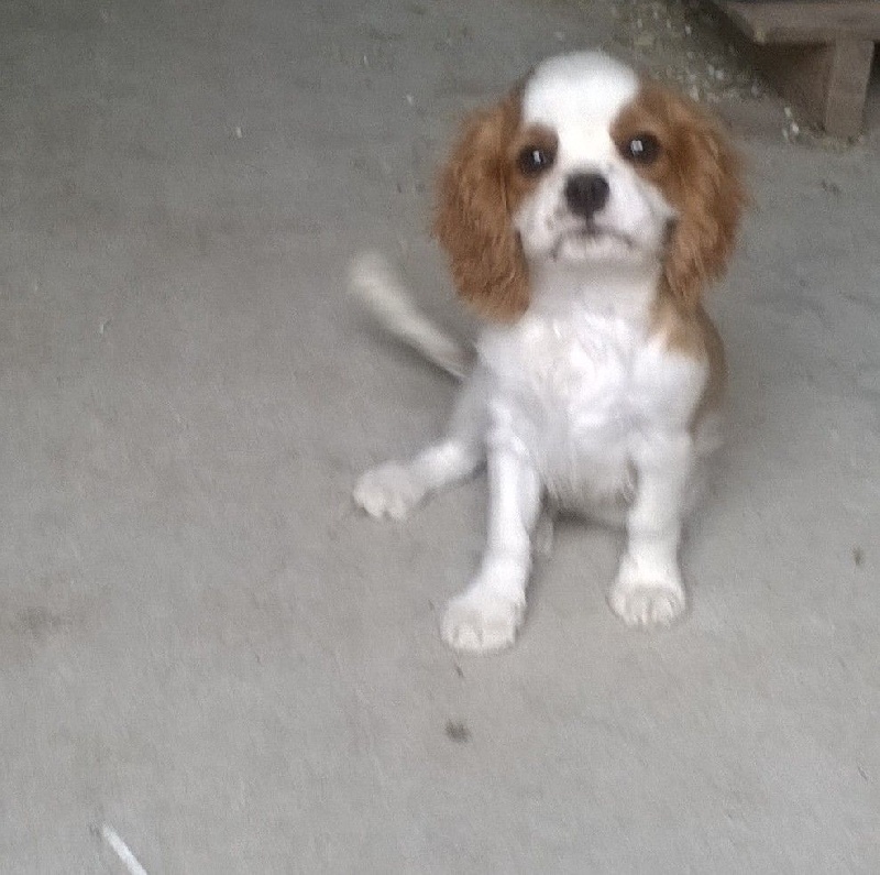 Du Chalet De La Nuit étoilée - Cavalier King Charles Spaniel - Portée née le 09/07/2015