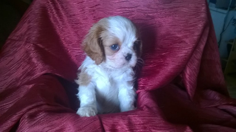 Du Chalet De La Nuit étoilée - Cavalier King Charles Spaniel - Portée née le 14/01/2015