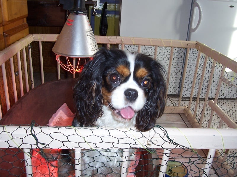 Du Chalet De La Nuit étoilée - Cavalier King Charles Spaniel - Portée née le 18/12/2010