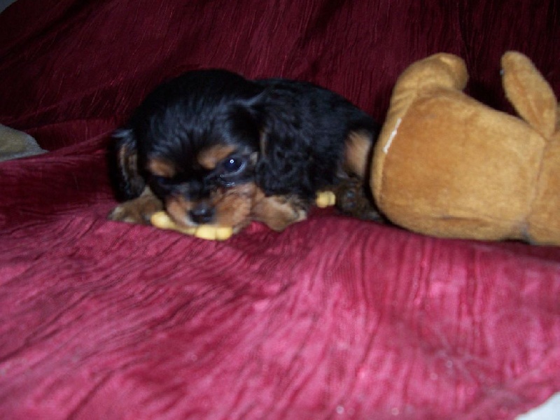 Du Chalet De La Nuit étoilée - Cavalier King Charles Spaniel - Portée née le 26/04/2015