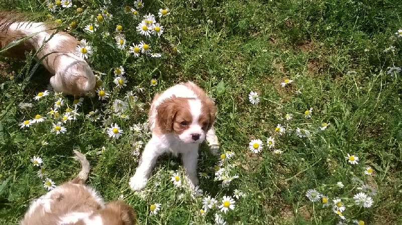 Du Chalet De La Nuit étoilée - Cavalier King Charles Spaniel - Portée née le 30/04/2015