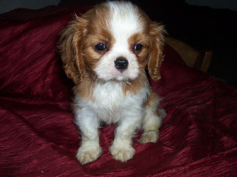 Du Chalet De La Nuit étoilée - Cavalier King Charles Spaniel - Portée née le 16/11/2014