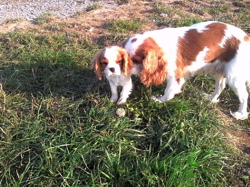 Du Chalet De La Nuit étoilée - Cavalier King Charles Spaniel - Portée née le 18/07/2016