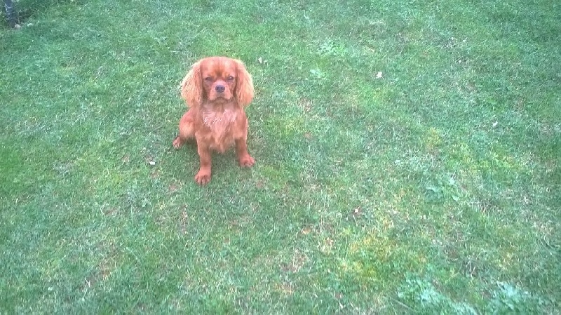 Du Chalet De La Nuit étoilée - Cavalier King Charles Spaniel - Portée née le 24/06/2014