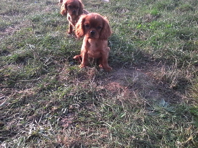 Du Chalet De La Nuit étoilée - Cavalier King Charles Spaniel - Portée née le 11/07/2016