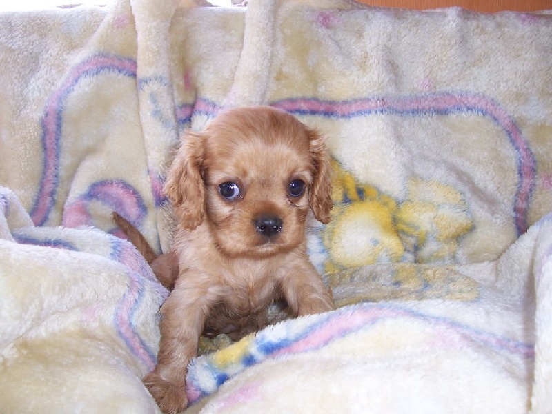 Du Chalet De La Nuit étoilée - Cavalier King Charles Spaniel - Portée née le 09/09/2014