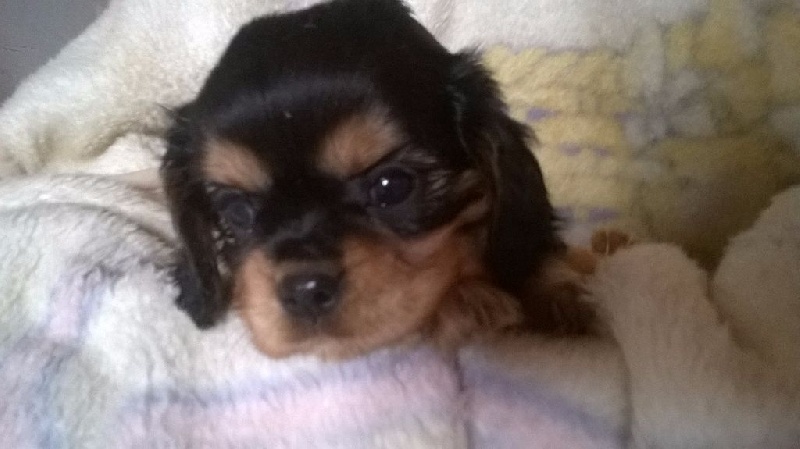 Du Chalet De La Nuit étoilée - Cavalier King Charles Spaniel - Portée née le 25/11/2015