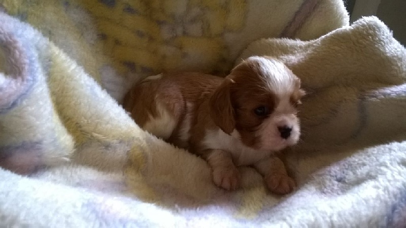 Du Chalet De La Nuit étoilée - Cavalier King Charles Spaniel - Portée née le 17/06/2015