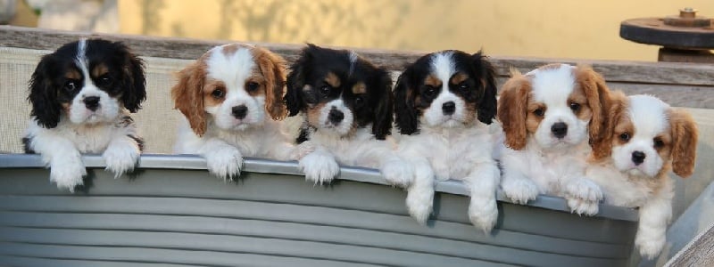 Du Mas De Sainte Esteve - Cavalier King Charles Spaniel - Portée née le 12/02/2014