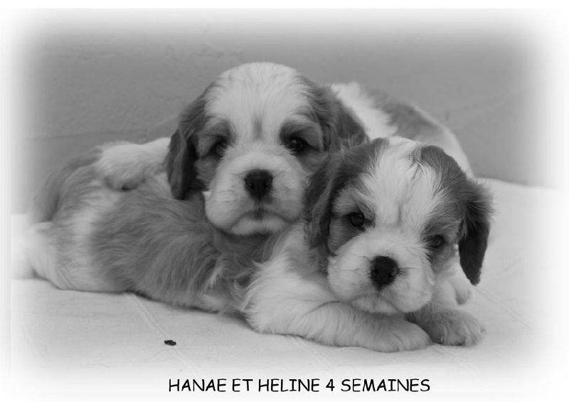 Du Mas De Sainte Esteve - Cavalier King Charles Spaniel - Portée née le 23/08/2012