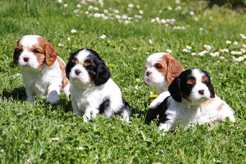 Du Mas De Sainte Esteve - Cavalier King Charles Spaniel - Portée née le 09/03/2013