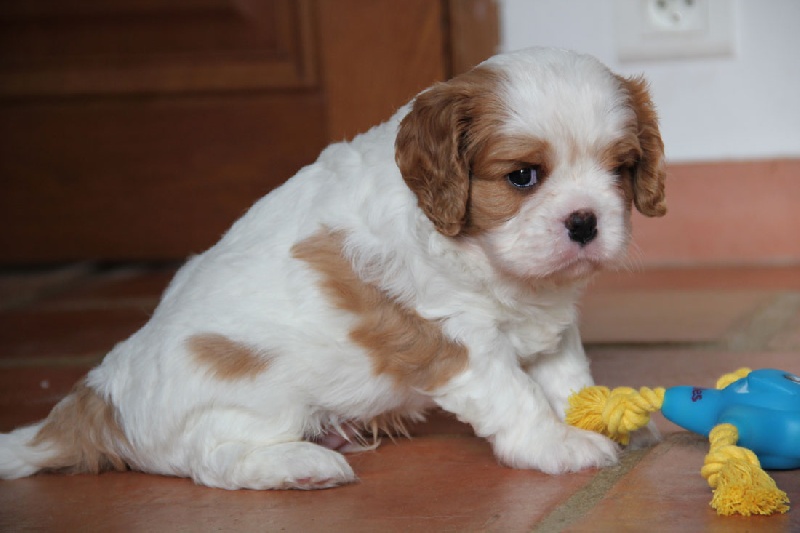 Du Mas De Sainte Esteve - Cavalier King Charles Spaniel - Portée née le 20/12/2010