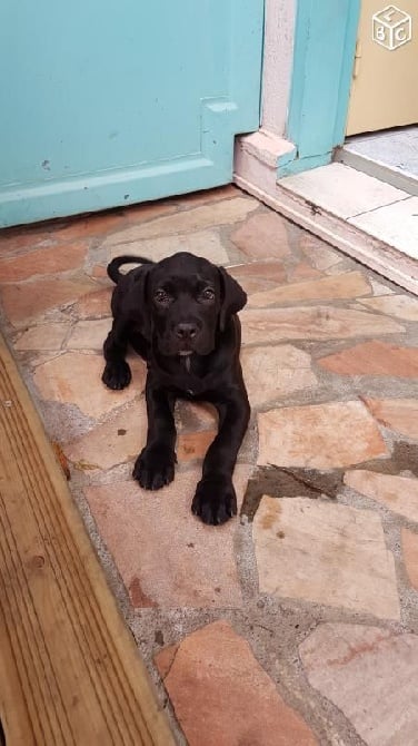 Des Terres Du Vieux Chêne - femelle cane corso