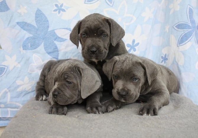 du domaine de la cote d'argent - Chiots cane corso lof