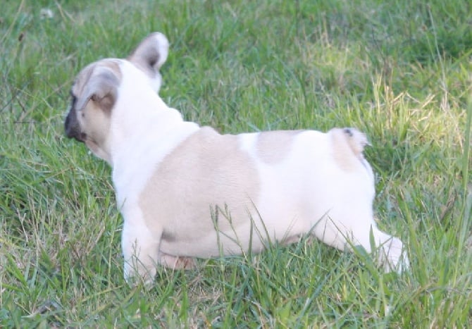 Chiots à vendre nés le 18/10/16 