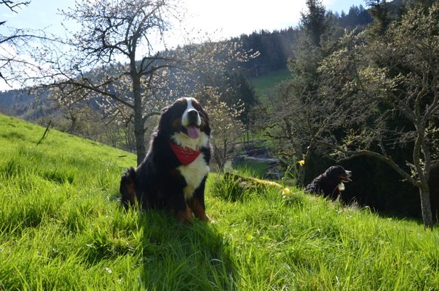 Actualité - Elevage du pays Maîchois - eleveur de chiens Bouvier bernois