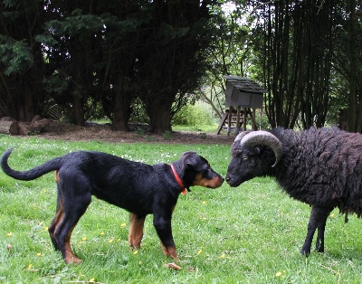 Du Domaine Des Loups De Grasla - Ilton 