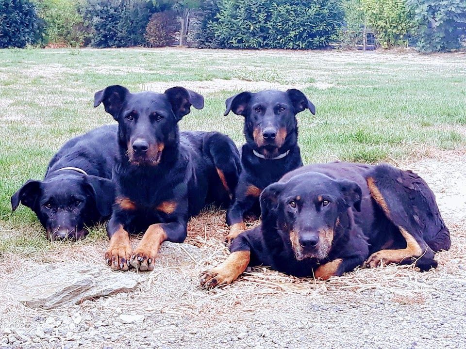 Du Domaine Des Loups De Grasla - Le domaine des Loups de Grasla