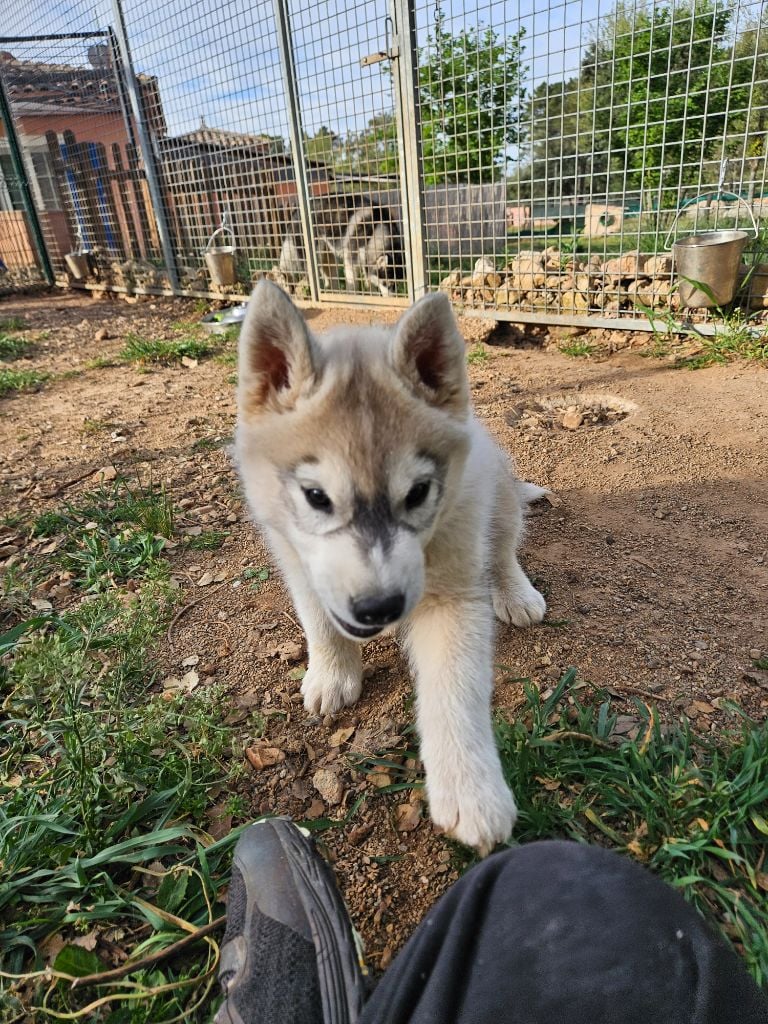 Des Deux Moulins Du Verdon - Siberian Husky - Portée née le 09/02/2024