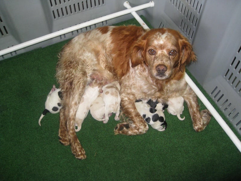 Chiot Epagneul Breton de la croix de l'hermite