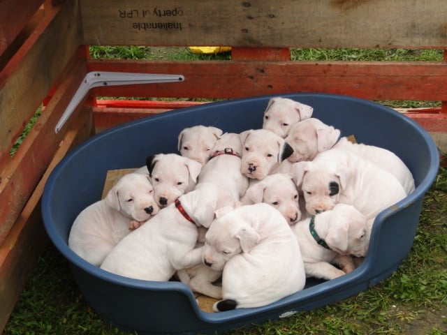 Des gardiens de la pampa  - Dogo Argentino - Portée née le 05/10/2011