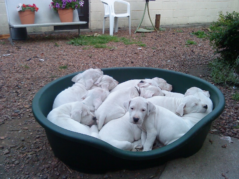 Des gardiens de la pampa  - Dogo Argentino - Portée née le 26/04/2010