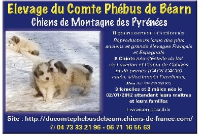 Du Comte Phébus De Béarn - VOS CHIENS MAGAZINE à PARAITRE