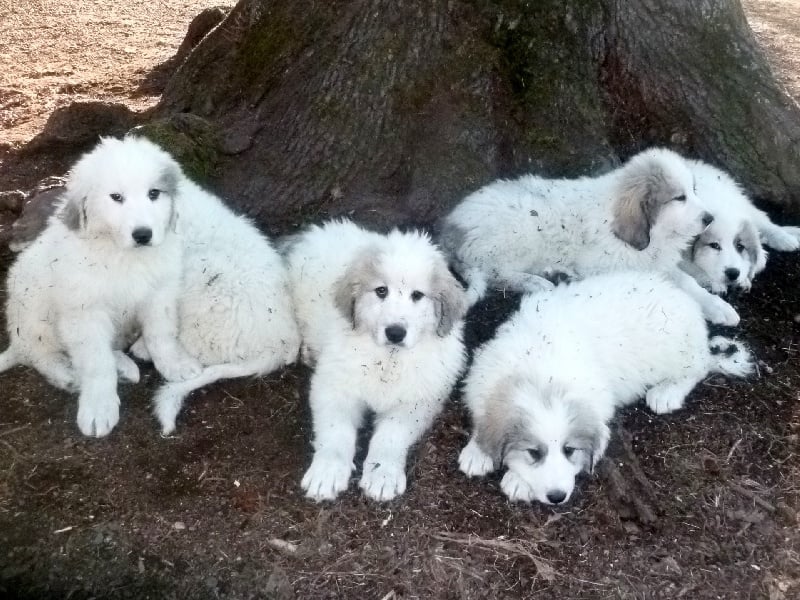 Du Comte Phébus De Béarn - Chien de Montagne des Pyrenees - Portée née le 02/01/2012