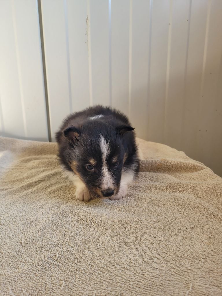 des terres de bourguenailles - Chiots disponibles - Shetland Sheepdog