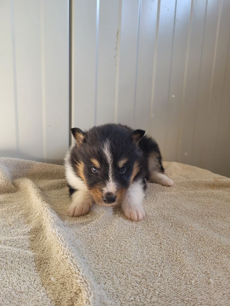 des terres de bourguenailles - Chiots disponibles - Shetland Sheepdog