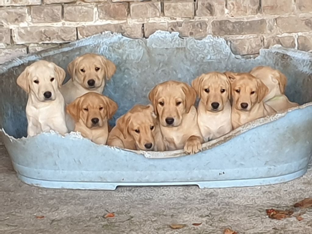 Du Marais De Piremont - chiot labrador 