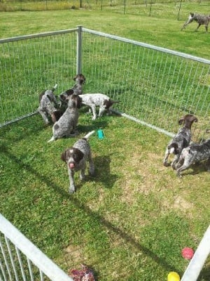 Du Marais De Piremont - les chiots sont arrivés