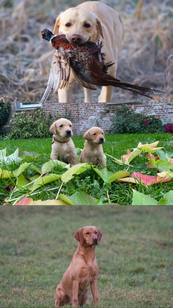 Du Marais De Piremont - chiot labrador 