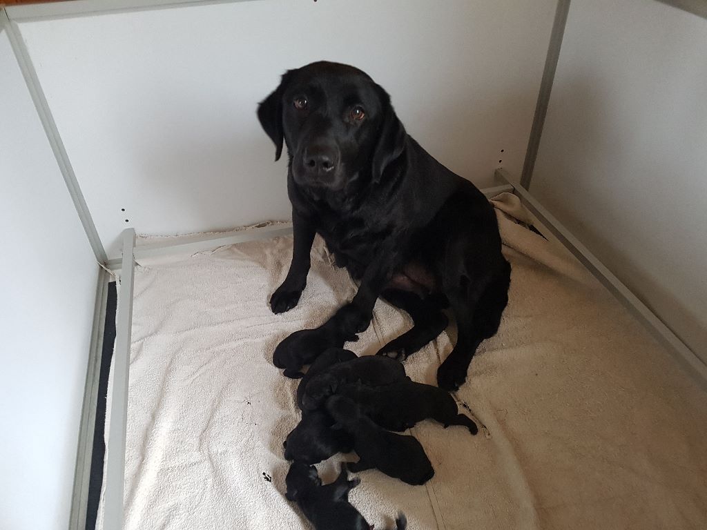 Chiot Labrador Retriever Du Marais De Piremont