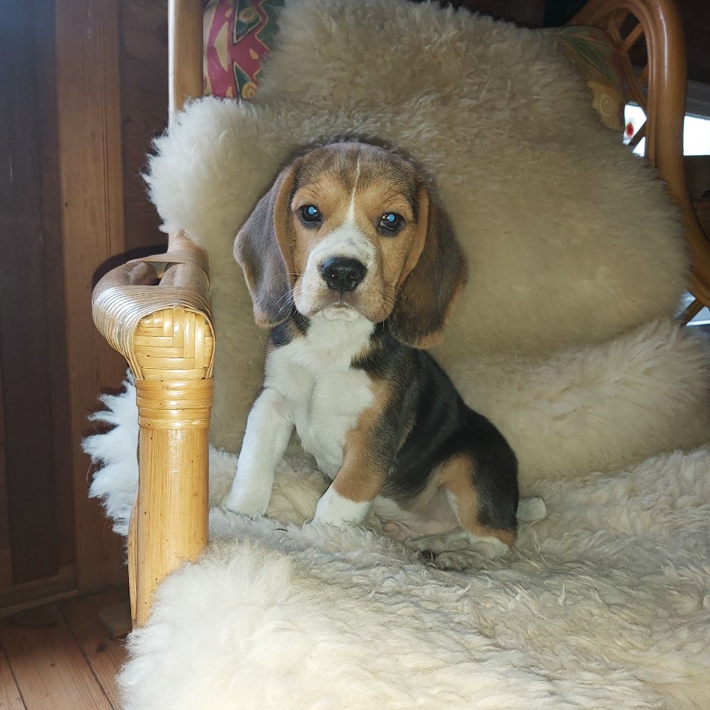 De L'echo De Soyer - BEAGLE MALE LOF