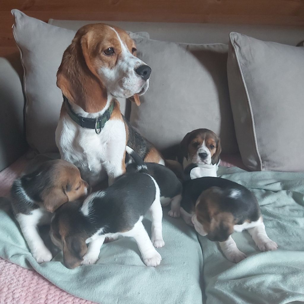 De L'echo De Soyer - CHIOTS BEAGLE TRICOLORE AU LOF