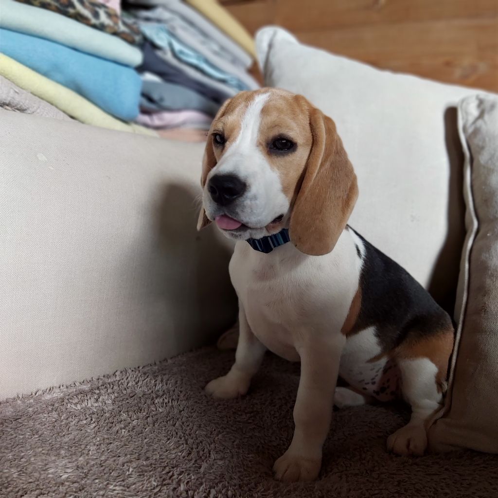 De L'echo De Soyer - FEMELLE BEAGLE TRICOLORE