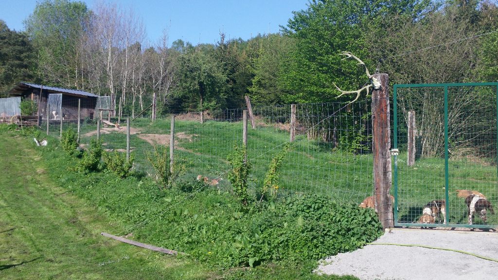 De L'echo De Soyer - installations des chiens