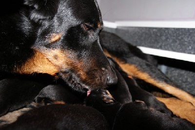 Du Mont Farmer - Des nouvelles photos des chiots à 4 jours