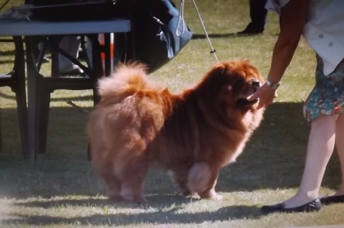 du marais aux lièvres - BRAVE ET SUPERBE CHIENNE!!