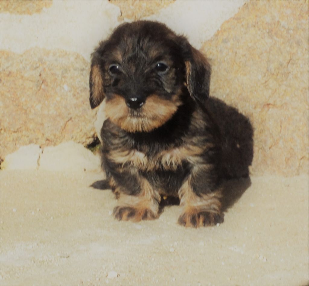 Msics - Chiots disponibles - Teckel poil dur