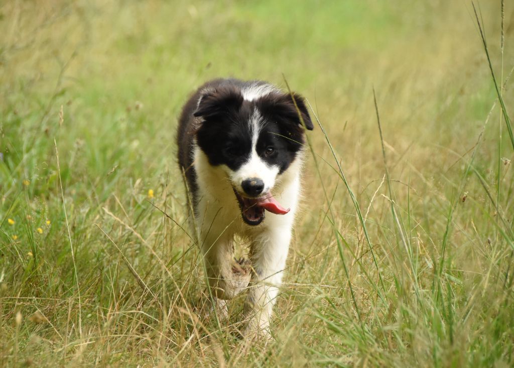 des Collines de Sagne - Border Collie - Portée née le 07/03/2024