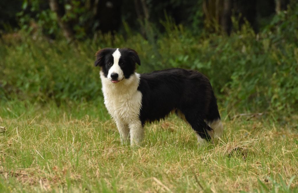 des Collines de Sagne - Border Collie - Portée née le 12/02/2024