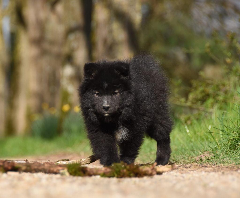 des Collines de Sagne - Chiots disponibles - Chien finnois de Laponie