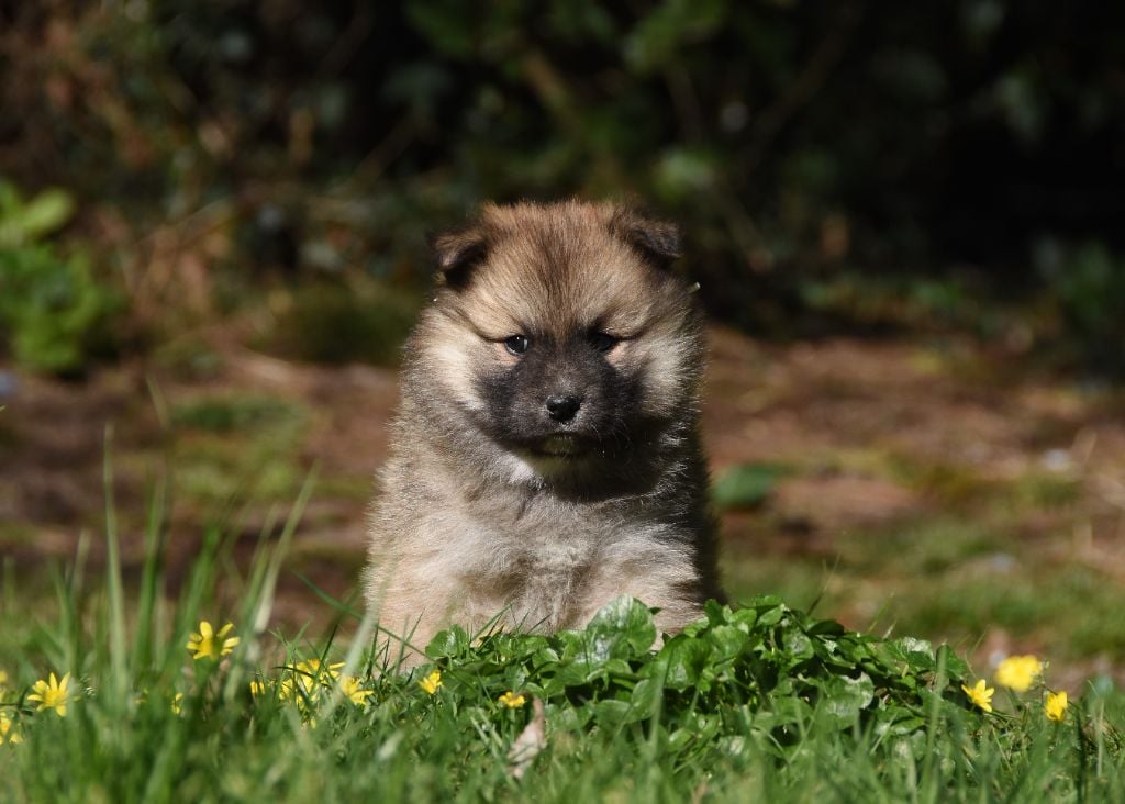 des Collines de Sagne - Chiots disponibles - Chien finnois de Laponie