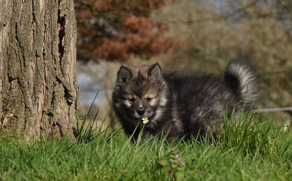 des Collines de Sagne - Chiots disponibles - Chien finnois de Laponie